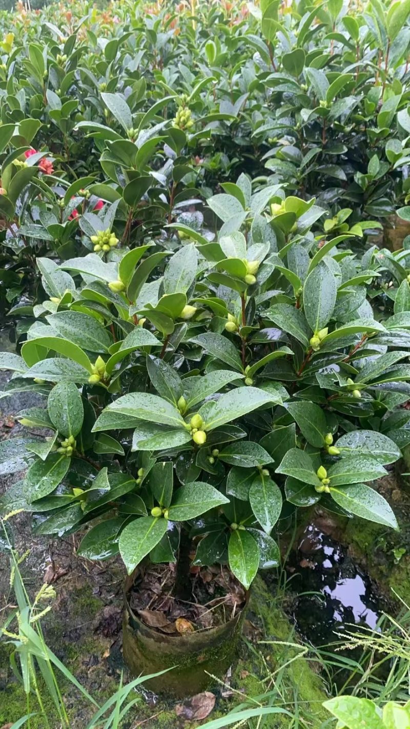 广东揭阳普宁市茶花70高，40冠幅