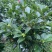 广东揭阳普宁市茶花70高，40冠幅