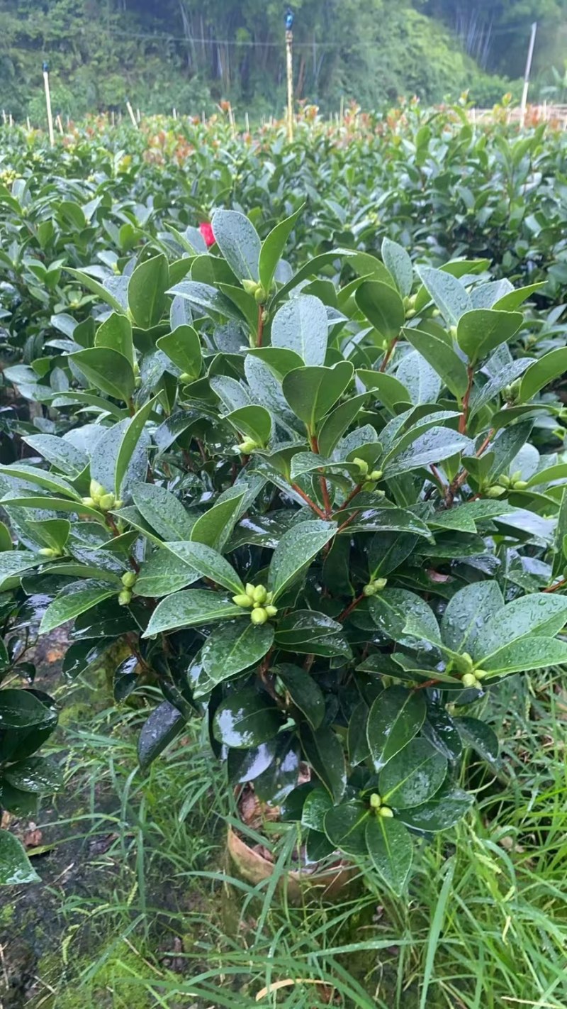 广东揭阳普宁市茶花70高，40冠幅
