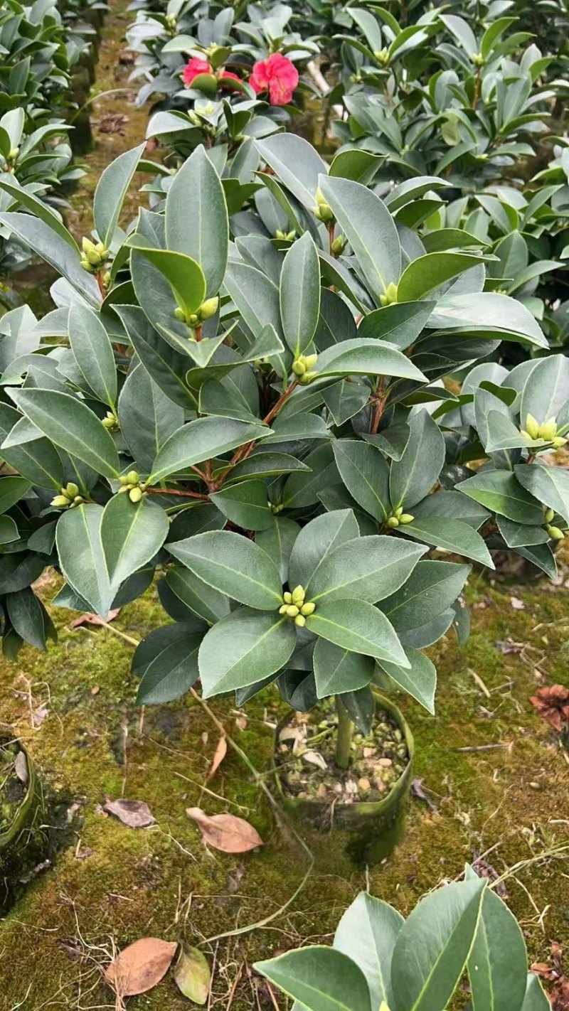 广东揭阳普宁市茶花70高，40冠幅