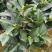 广东揭阳普宁市茶花70高，40冠幅