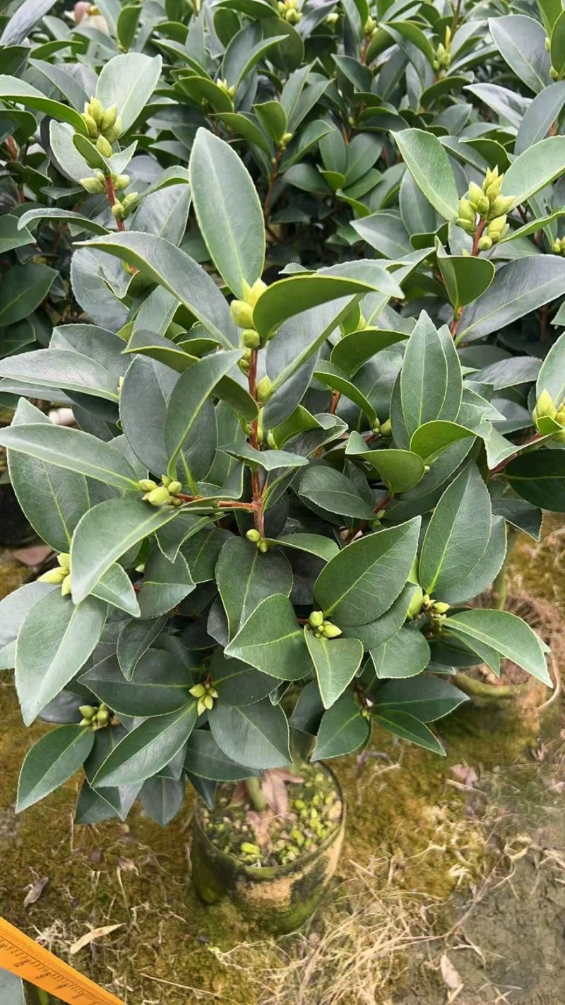 广东揭阳普宁市茶花70高，40冠幅