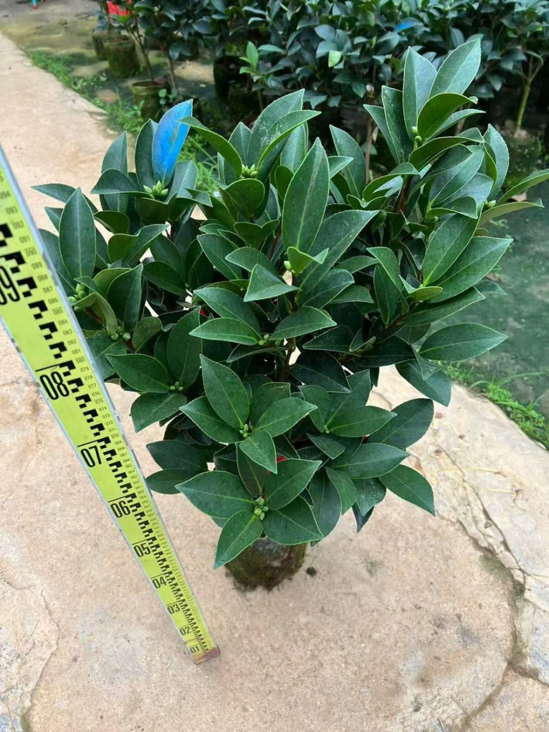 广东揭阳普宁市茶花70高，40冠幅