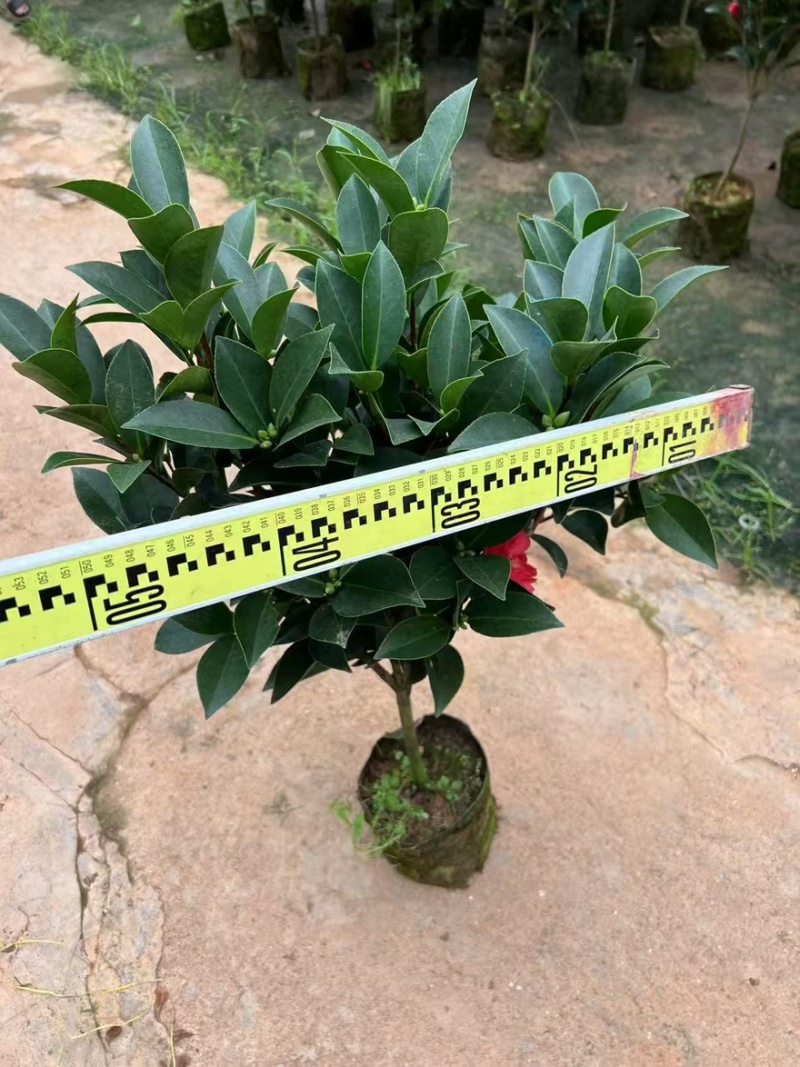 广东揭阳普宁市茶花70高，40冠幅