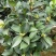 广东揭阳普宁市茶花70高，40冠幅