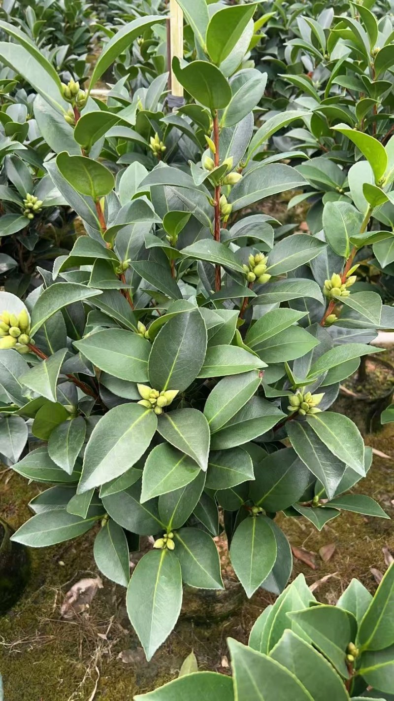 广东揭阳普宁市茶花70高，40冠幅