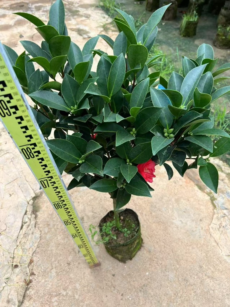 广东揭阳普宁市茶花70高，40冠幅