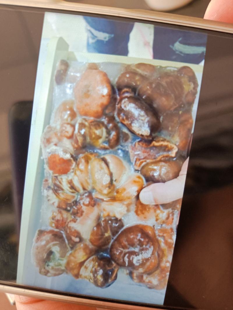 海葵厂家直销几块钱
