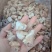 海葵厂家直销几块钱