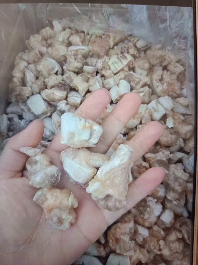 海葵厂家直销几块钱