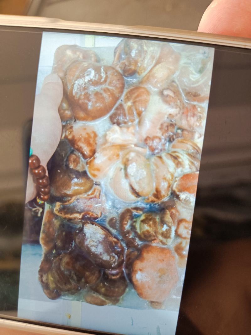 海葵厂家直销几块钱