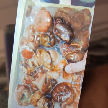 海葵厂家直销几块钱