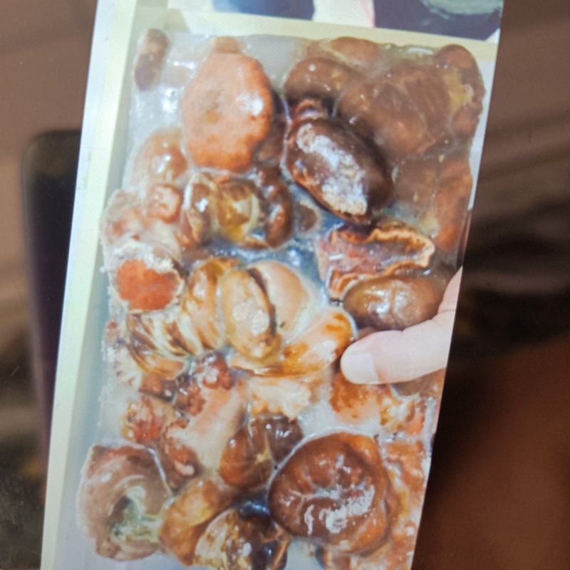 海葵厂家直销几块钱