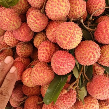 桂味荔枝上市