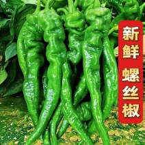 螺丝椒，大同天镇县菜站供应，统货精品，散装，纸箱装泡沫箱