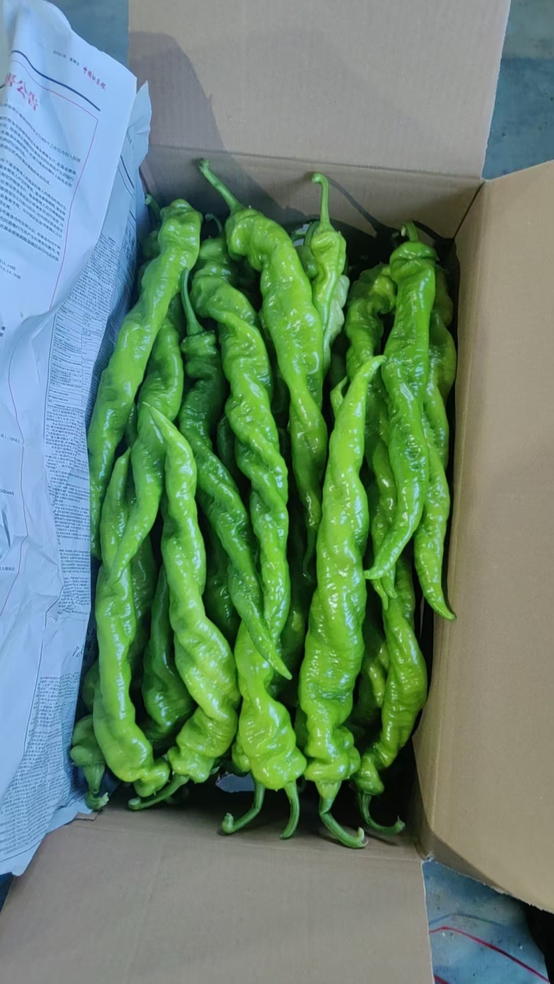 螺丝椒，大同天镇县菜站供应，统货精品，散装，纸箱装泡沫箱