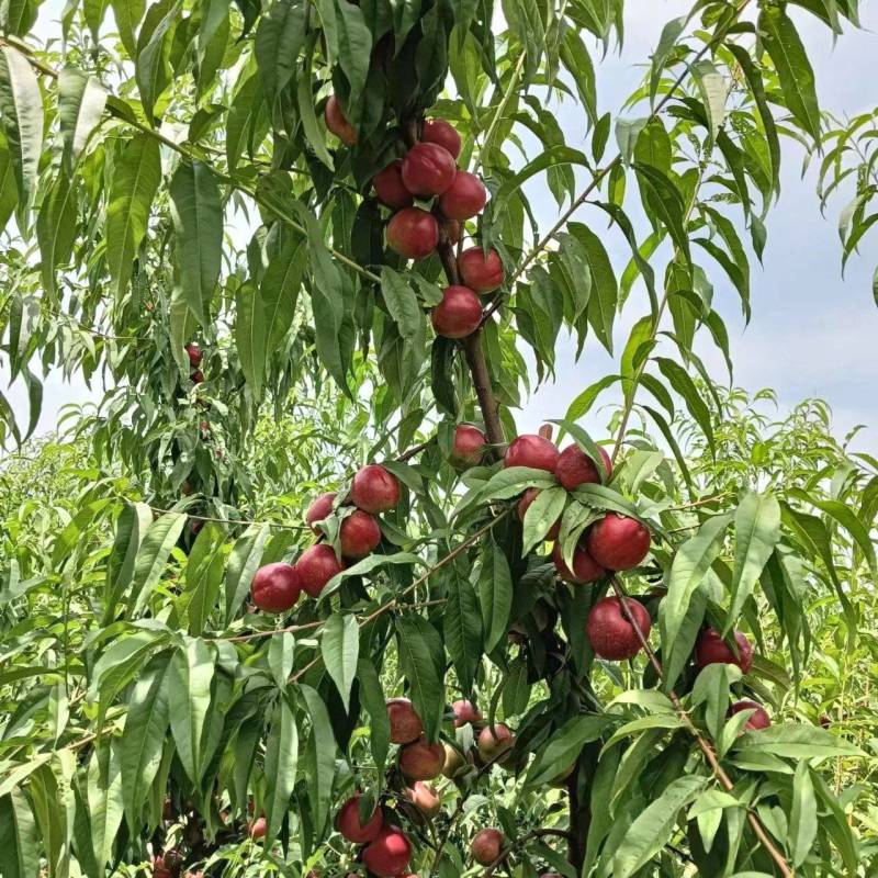 珍珠枣油挑