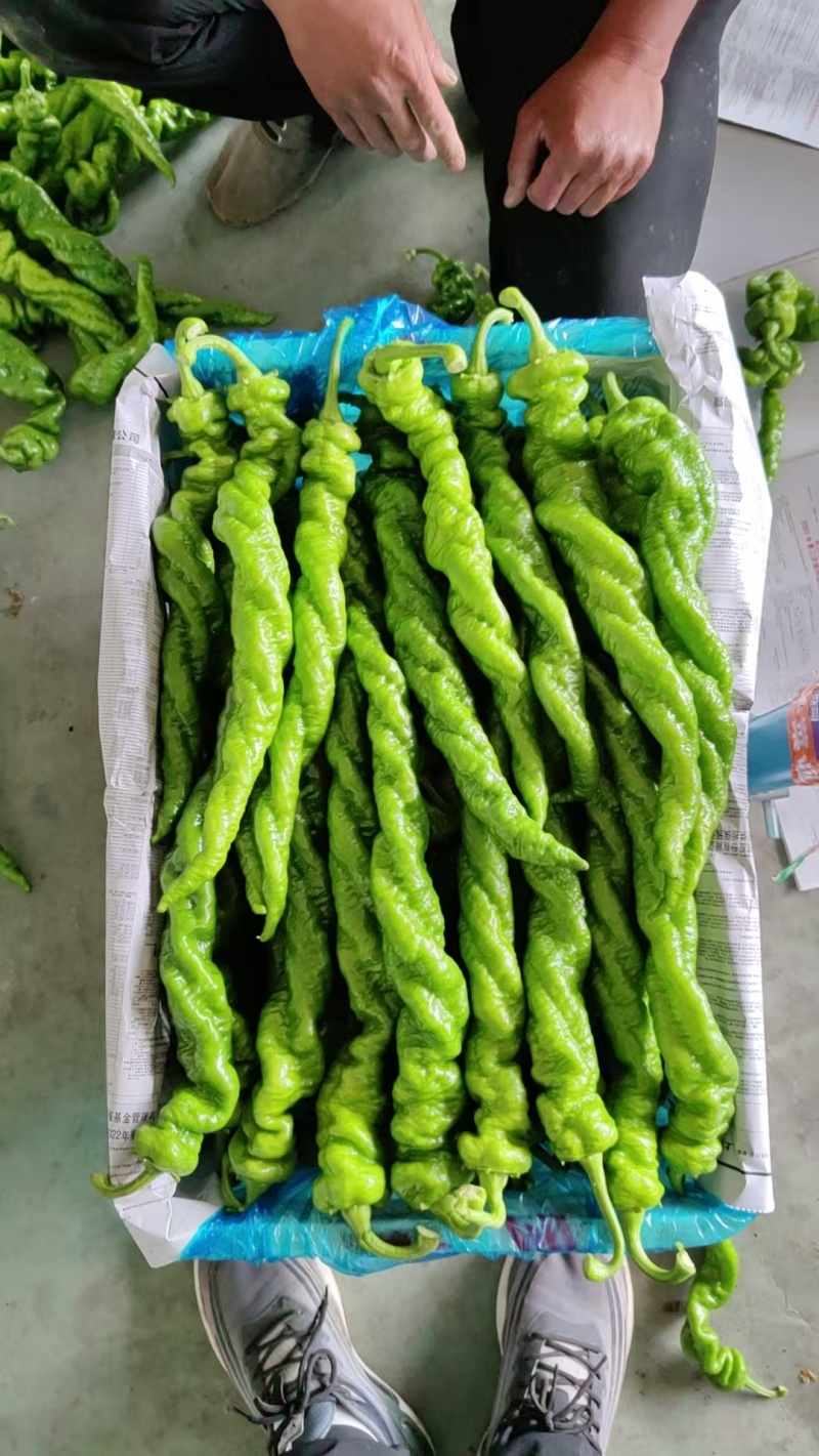 螺丝椒，大同天镇县菜站供应，统货精品，散装，纸箱装泡沫箱