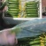 山东寿光水果黄瓜精品小青瓜小乳瓜现摘现发基地直发