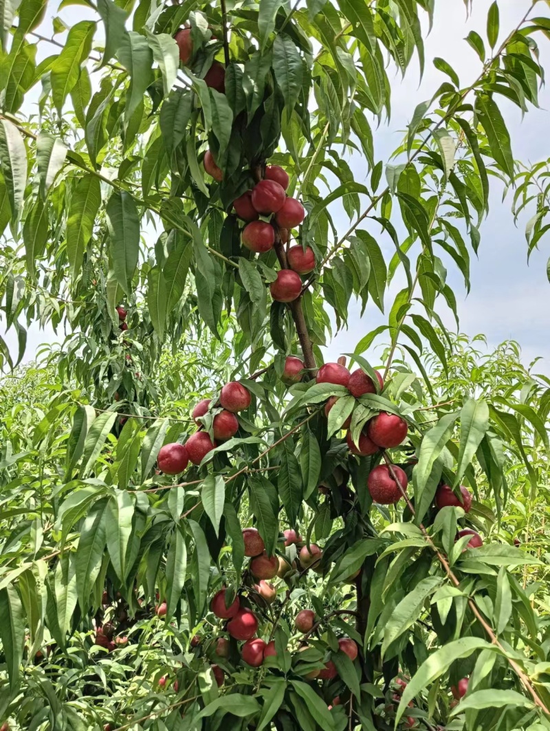 珍珠枣油挑