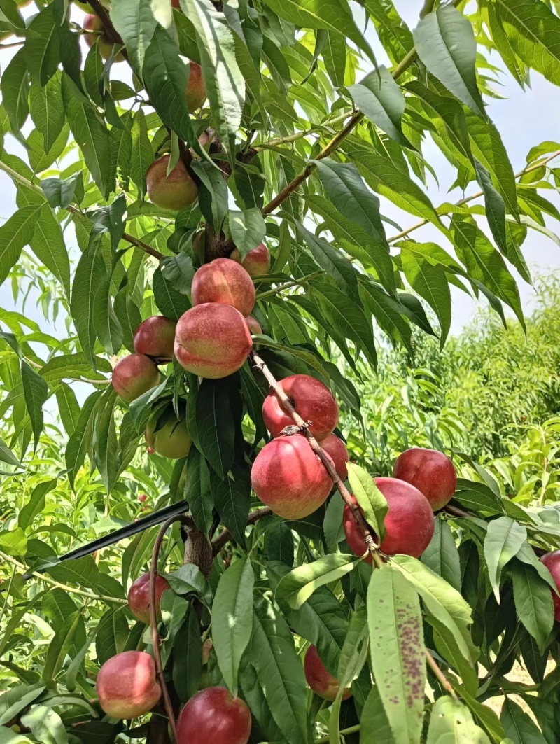 珍珠枣油挑