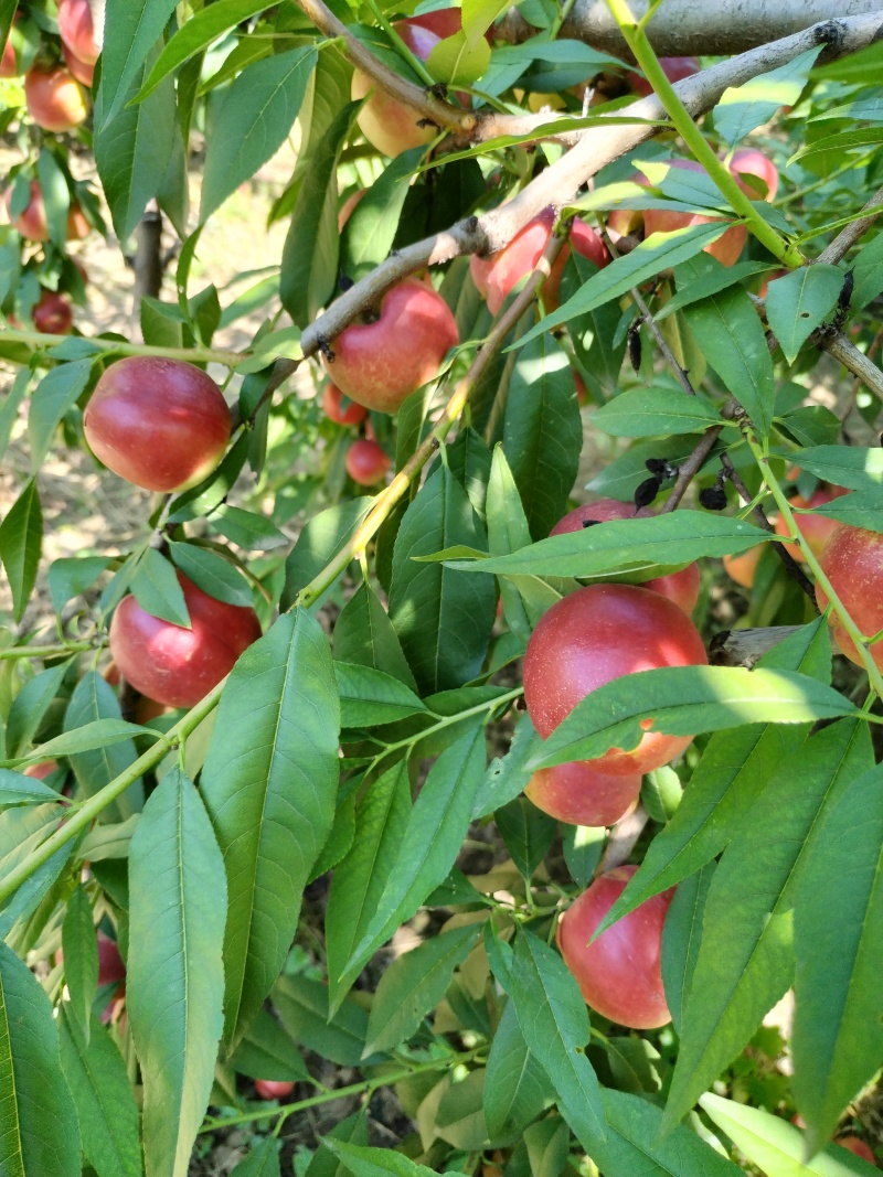 珍珠枣油挑