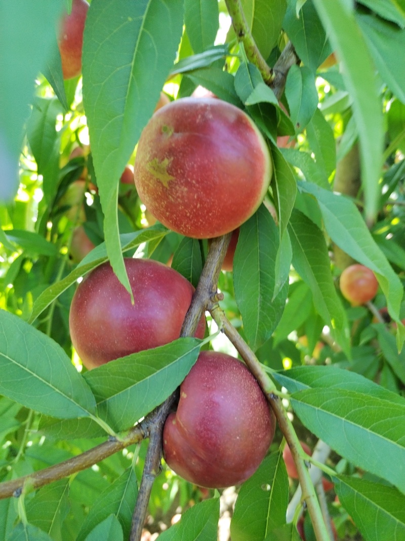珍珠枣油挑
