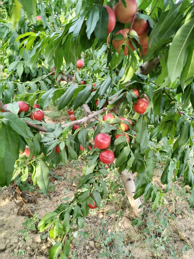 珍珠枣油挑