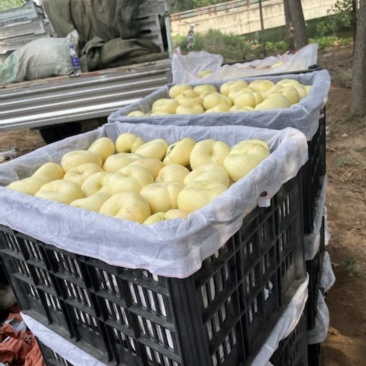 奶油蟠桃，有7000斤左右，特别甜