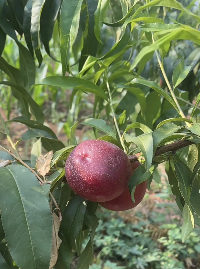 山东精品油桃/9602麻点油桃/中油油桃/中油5/中油18