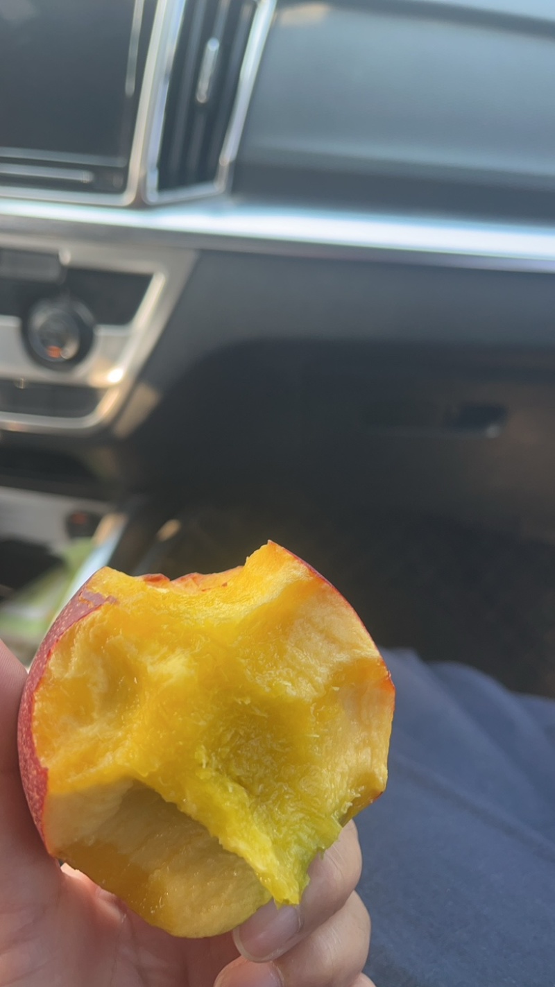 山东精品油桃/9602麻点油桃/中油油桃/中油5/中油18