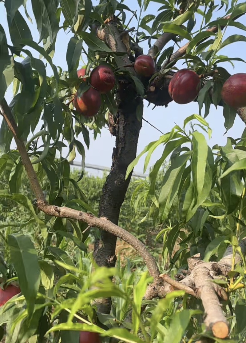 山东精品油桃/9602麻点油桃/中油油桃/中油5/中油18