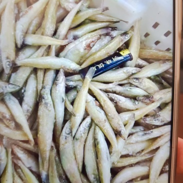 沙丁鱼，品质高，价位低