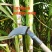 甘蔗剥叶刀手动剥甘蔗叶镰刀剥甘蔗叶神器撕扒甘蔗叶工具