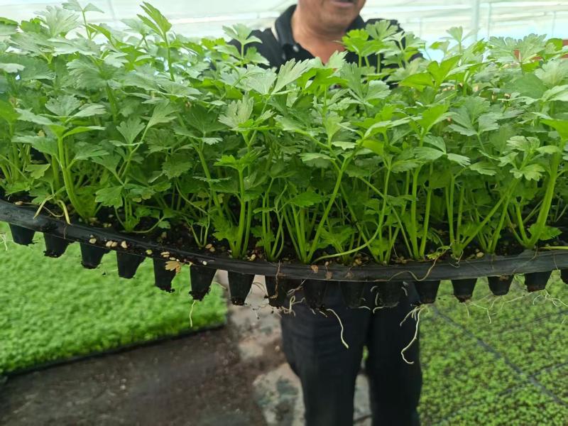 皇后西芹苗子