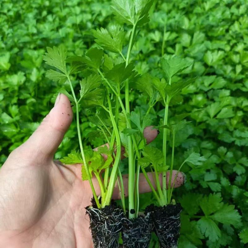 皇后西芹苗子