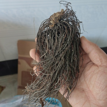 东北野生威灵仙水洗晒干货新货***产地直销