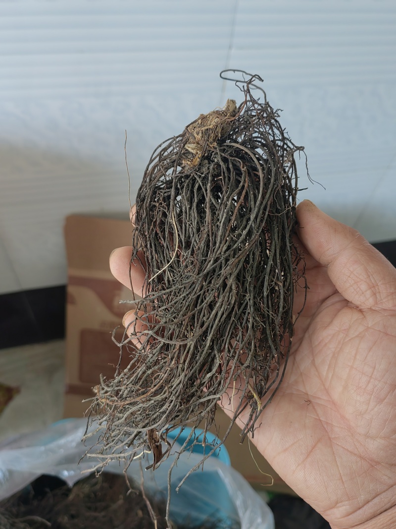 东北野生威灵仙水洗晒干货新货***产地直销