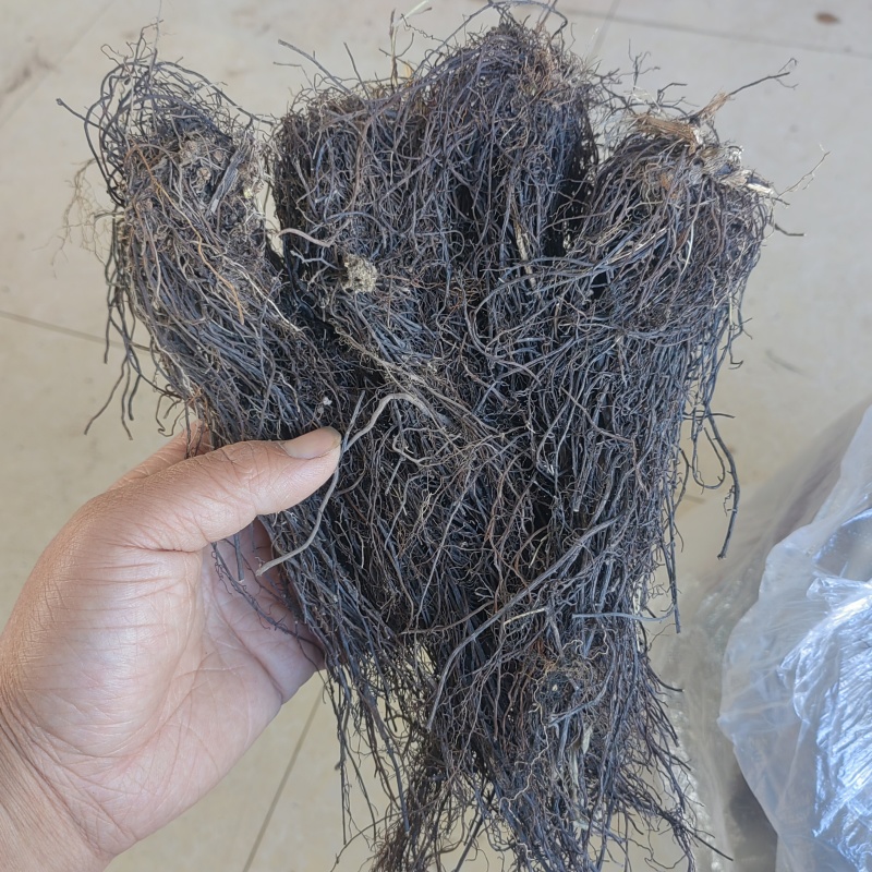 东北野生威灵仙水洗晒干货新货***产地直销