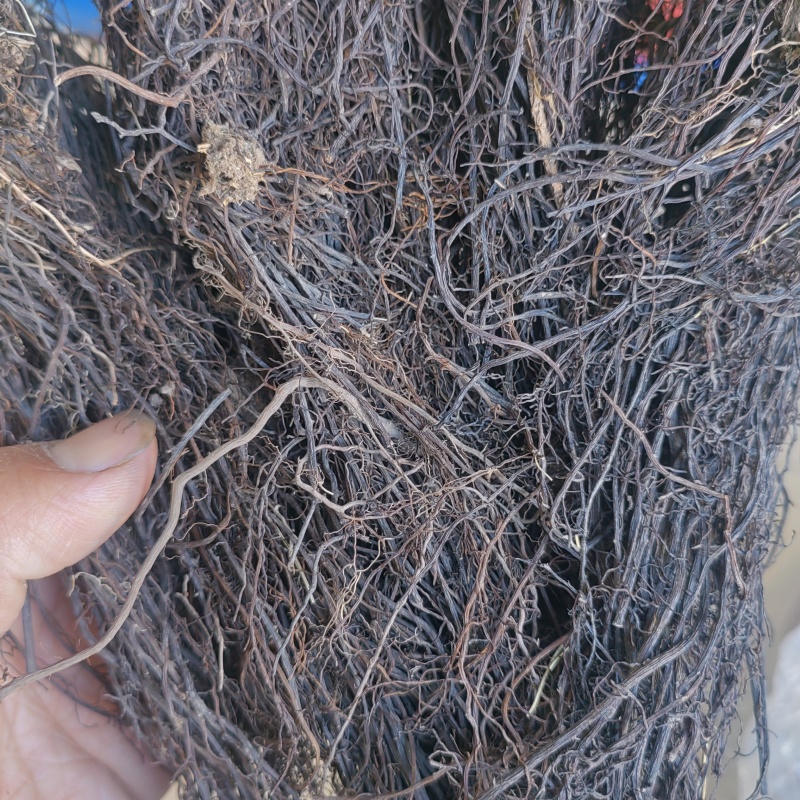东北野生威灵仙水洗晒干货新货***产地直销