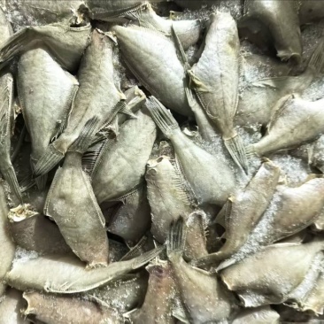 去头去脏马面鱼