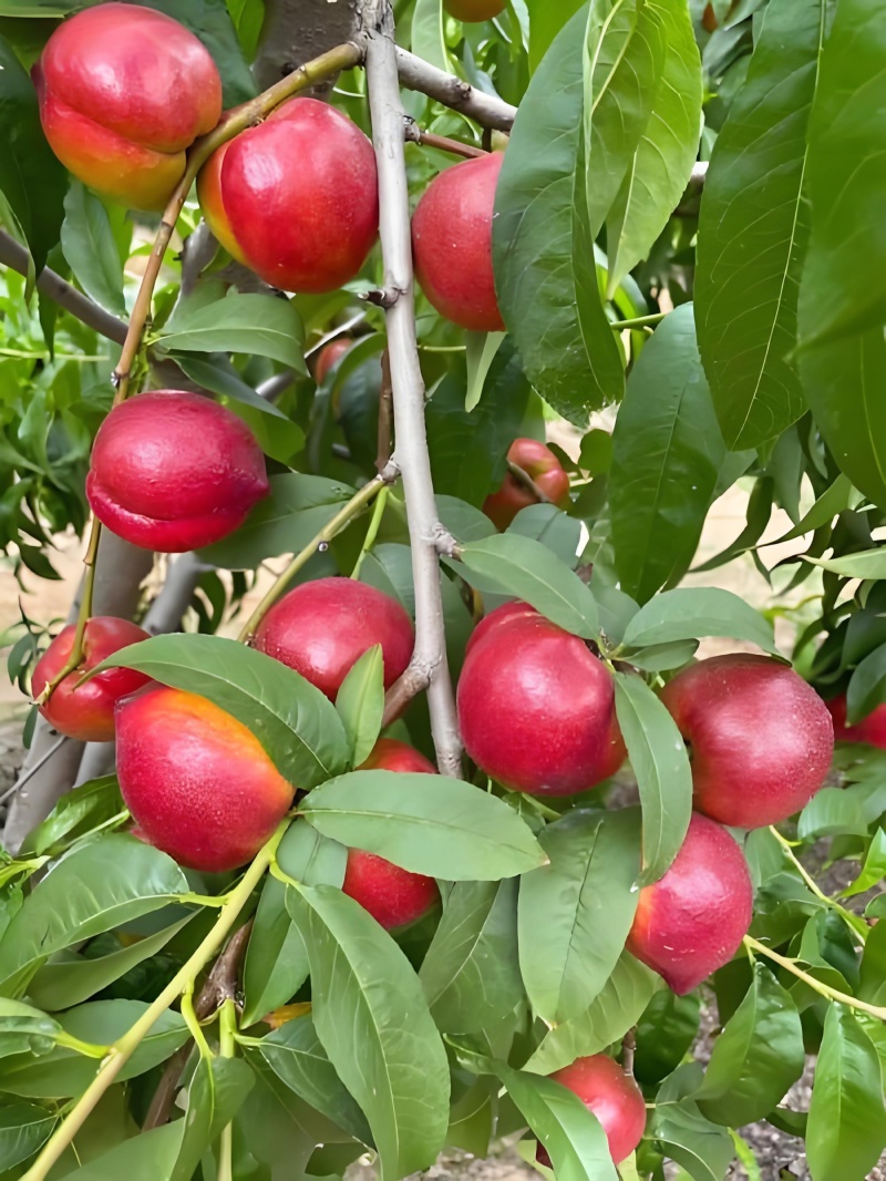 露天早油桃