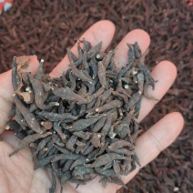 东北野生两头尖中药材