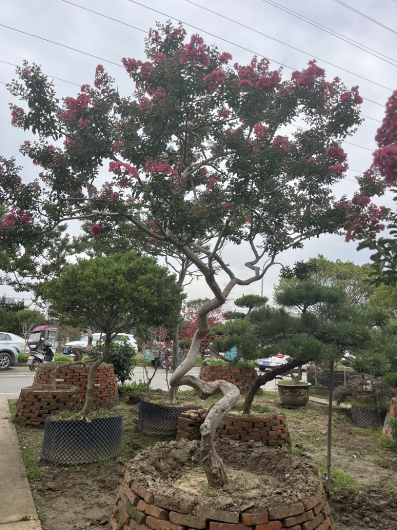 小叶红花紫薇，造型紫薇