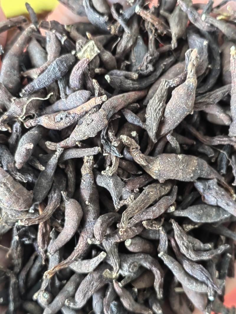东北野生两头尖中药材
