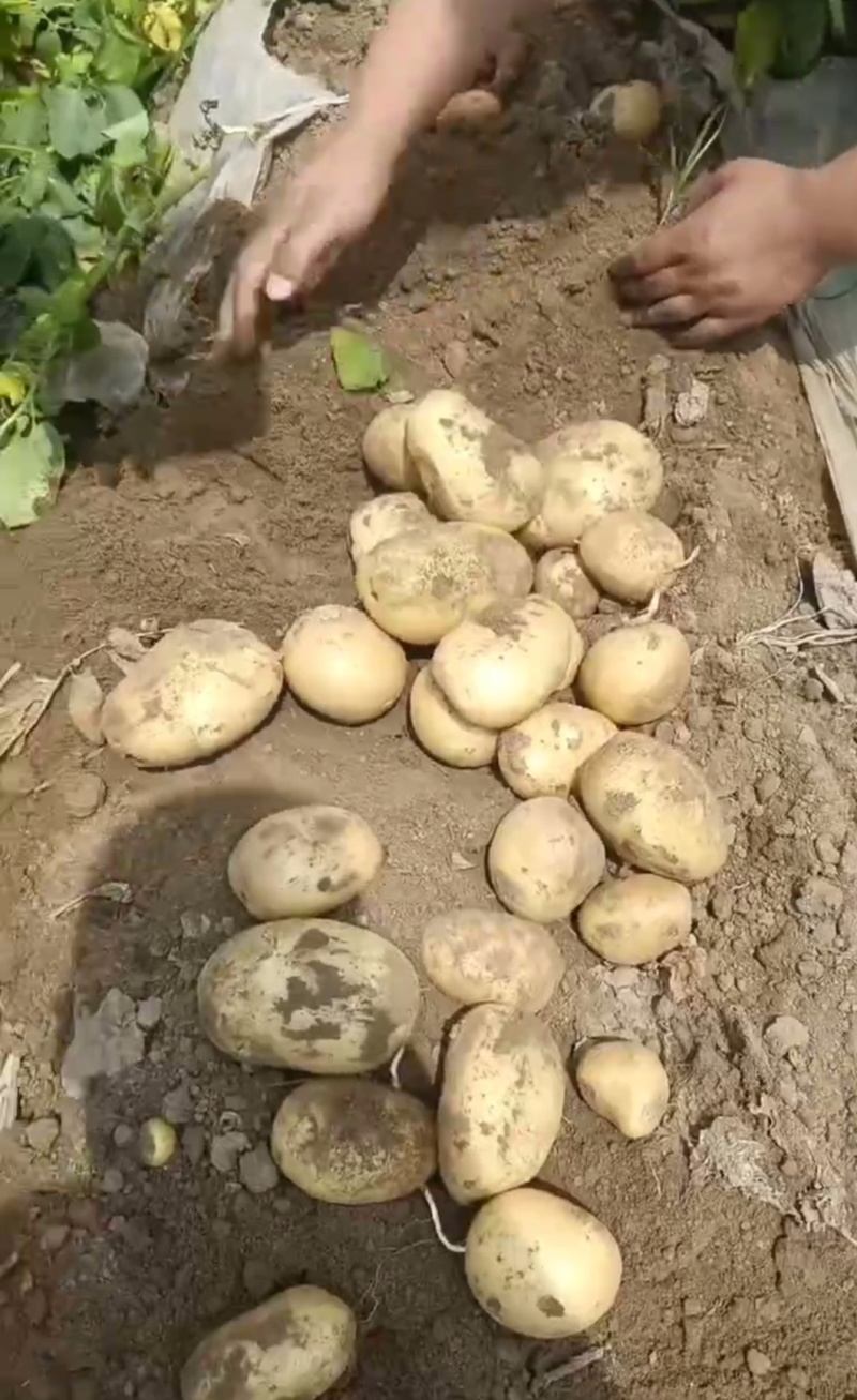 黄心土豆大量有货对接全国采购商质量有保证