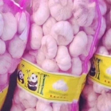 河南紫皮大蒜大量有货欢迎老板来采购。