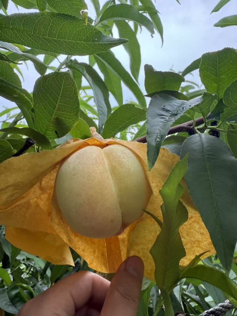 无锡阳山水蜜桃，3两/4两八个每箱