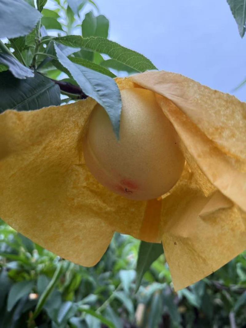 无锡阳山水蜜桃，3两/4两八个每箱
