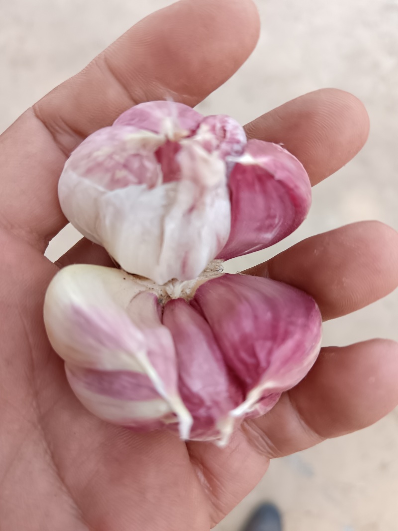 河南紫皮大蒜大量有货欢迎老板来采购。
